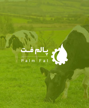 طراحی سایت شرکت پالم فت